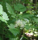 samorostlík klasnatý <i>(Actaea spicata)</i> / Květ/Květenství