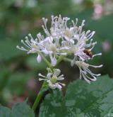 samorostlík klasnatý <i>(Actaea spicata)</i>