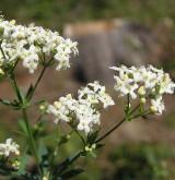 svízel Schultesův <i>(Galium schultesii)</i> / Květ/Květenství