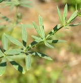 svízel Schultesův <i>(Galium schultesii)</i> / List