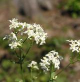 svízel Schultesův <i>(Galium schultesii)</i> / Květ/Květenství