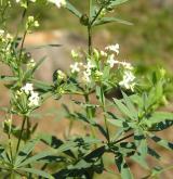 svízel Schultesův <i>(Galium schultesii)</i> / Květ/Květenství