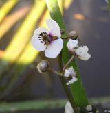 šípatka střelolistá <i>(Sagittaria sagittifolia)</i> / Květ/Květenství