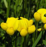 štírovník růžkatý <i>(Lotus corniculatus)</i> / Květ/Květenství