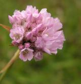 trávnička přímořská <i>(Armeria maritima)</i> / Květ/Květenství