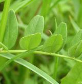 vikev plotní <i>(Vicia sepium)</i> / List