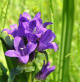 zvonek klubkatý <i>(Campanula glomerata)</i> / Květ/Květenství