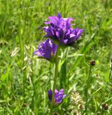 zvonek klubkatý <i>(Campanula glomerata)</i> / Květ/Květenství