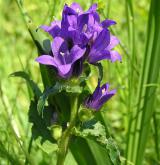 zvonek klubkatý <i>(Campanula glomerata)</i> / Květ/Květenství