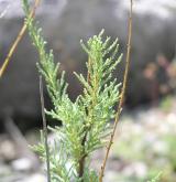 židoviník německý <i>(Myricaria germanica)</i> / Větve a pupeny