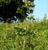 žluťucha orlíčkolistá <i>(Thalictrum aquilegiifolium)</i> / Habitus