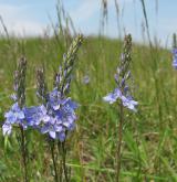 rozrazil rakouský <i>(Veronica austriaca)</i> / Květ/Květenství