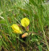 čilimník nízký <i>(Cytisus supinus)</i> / Květ/Květenství