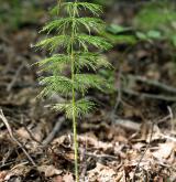přeslička lesní <i>(Equisetum sylvaticum)</i> / Habitus