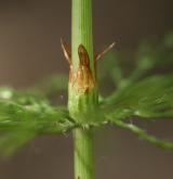 přeslička lesní <i>(Equisetum sylvaticum)</i> / Stonek