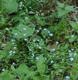 pomněnka lesní <i>(Myosotis sylvatica)</i>