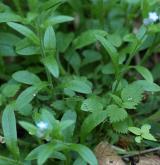 pomněnka lesní <i>(Myosotis sylvatica)</i>