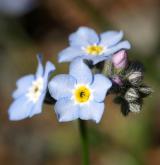 pomněnka lesní <i>(Myosotis sylvatica)</i>