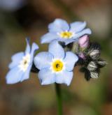 pomněnka lesní <i>(Myosotis sylvatica)</i> / Květ/Květenství