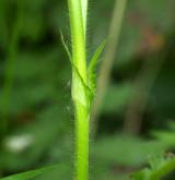 řepík vonný <i>(Agrimonia procera)</i> / Stonek