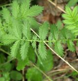 řepík vonný <i>(Agrimonia procera)</i> / List