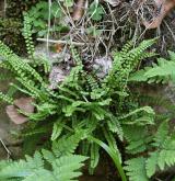 sleziník zelený <i>(Asplenium viride)</i> / Habitus