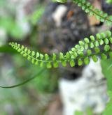 sleziník zelený <i>(Asplenium viride)</i> / List