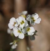 řeřišničník písečný <i>(Cardaminopsis arenosa)</i> / Květ/Květenství