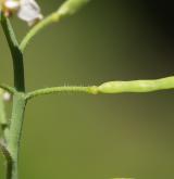řeřišničník písečný <i>(Cardaminopsis arenosa)</i> / Plod