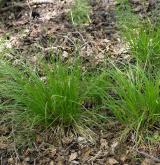 ostřice prodloužená <i>(Carex elongata)</i> / Habitus