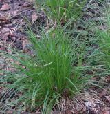 ostřice prodloužená <i>(Carex elongata)</i> / Habitus