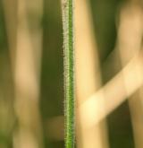 ostřice srstnatá <i>(Carex hirta)</i> / Stonek