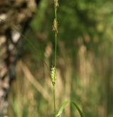 ostřice srstnatá <i>(Carex hirta)</i> / Květ/Květenství