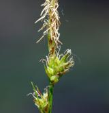 ostřice kulkonosná <i>(Carex pilulifera)</i> / Květ/Květenství