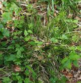 ostřice kulkonosná <i>(Carex pilulifera)</i> / Habitus