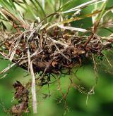 ostřice kulkonosná <i>(Carex pilulifera)</i> / Zásobní orgán/orgán klonálního růstu