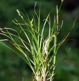 ostřice kulkonosná <i>(Carex pilulifera)</i> / Habitus