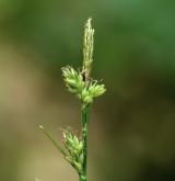 ostřice kulkonosná <i>(Carex pilulifera)</i> / Květ/Květenství