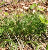 ostřice kulkonosná <i>(Carex pilulifera)</i> / Habitus