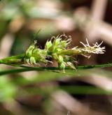 ostřice kulkonosná <i>(Carex pilulifera)</i> / Květ/Květenství