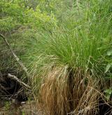 ostřice latnatá <i>(Carex paniculata)</i> / Habitus