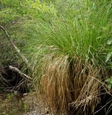 ostřice latnatá <i>(Carex paniculata)</i> / Habitus