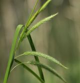 ostřice nedošáchor <i>(Carex pseudocyperus)</i> / Květ/Květenství