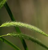 ostřice nedošáchor <i>(Carex pseudocyperus)</i> / Květ/Květenství