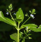 rozrazil potoční <i>(Veronica beccabunga)</i> / Habitus