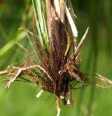 ostřice odchylná  <i>(Carex appropinquata)</i> / List