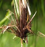 ostřice odchylná  <i>(Carex appropinquata)</i> / List
