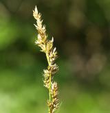 ostřice odchylná  <i>(Carex appropinquata)</i> / Květ/Květenství
