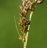 ostřice odchylná  <i>(Carex appropinquata)</i> / Květ/Květenství