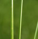 ostřice odchylná  <i>(Carex appropinquata)</i> / List